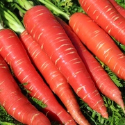 Möhren - Karotten